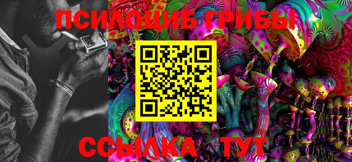 Псилоцибиновые грибы Psilocybe Краснокаменск